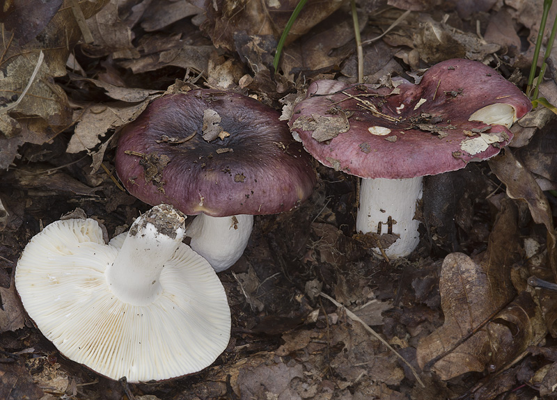 Russula krombholzii